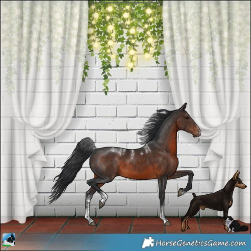 Horse Color:Powder White Brown Sabino Rabicano