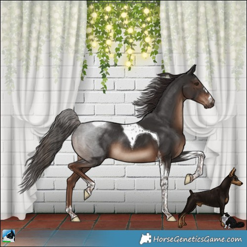 Horse Color:Liver Chestnut Tobiano Rabicano 