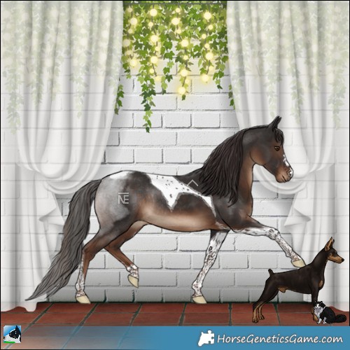 Horse Color:Liver Chestnut Tobiano Rabicano 