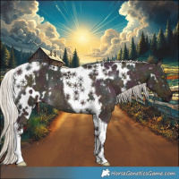 Horse Color:White Spotted Midnight Silver Buckskin Ice Dun Tobiano Rabicano