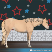 Horse Color:Gold Champagne
