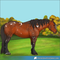 Horse Color:White Spotted Bay 