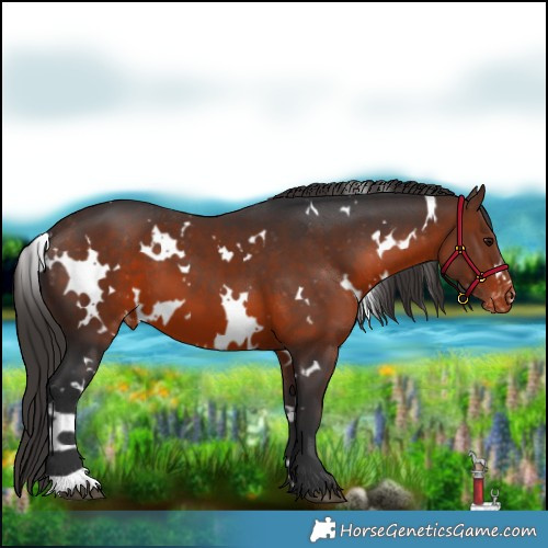 Horse Color:White Spotted Brown Appaloosa 