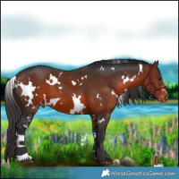 Horse Color:White Spotted Brown Varnish 