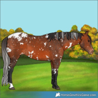 Horse Color:White Spotted Bay Appaloosa 