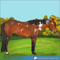 Horse Color:White Spotted Bay 