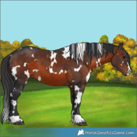 Horse Color:White Spotted Brown 