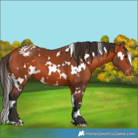 Horse Color:White Spotted Bay Appaloosa