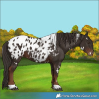 Horse Color:White Spotted Liver Chestnut Blanket 