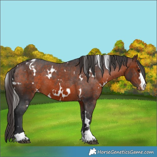 Horse Color:White Spotted Brown Appaloosa