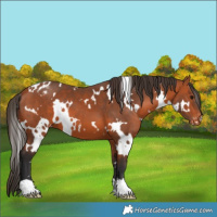 Horse Color:White Spotted Bay Appaloosa 