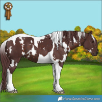 Horse Color:White Spotted Chocolate Brown Tobiano 