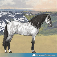 Horse Color:Grullo Roan Near Leopard 