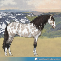 Horse Color:Brown Roan Dun Near Leopard 