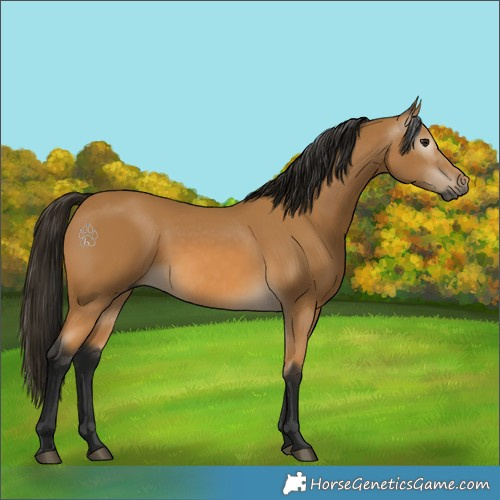 Horse Color:Gray Buckskin