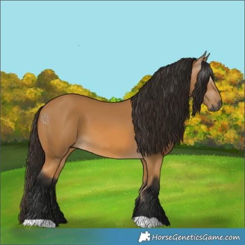 Horse Color:Gray Buckskin 