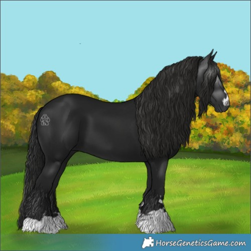 Horse Color:Gray Smoky Black 