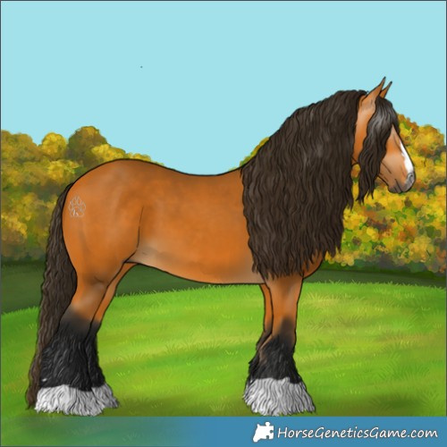 Horse Color:Gray Buckskin