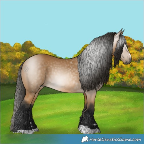 Horse Color:Gray Buckskin