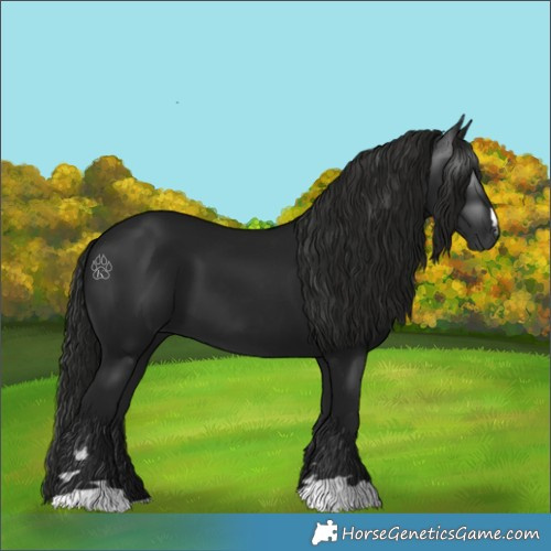 Horse Color:Gray Smoky Black 