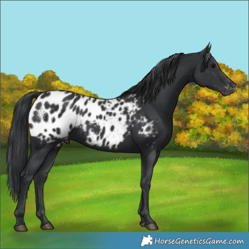 Horse Color:Black Appaloosa