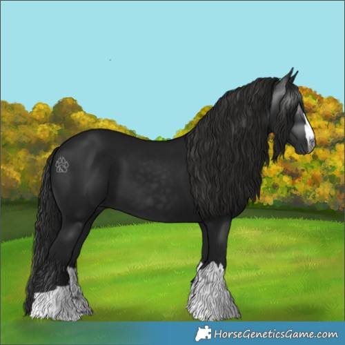 Horse Color:Gray Black 