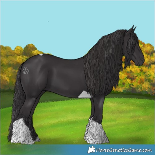 Horse Color:Smoky Black Tobiano