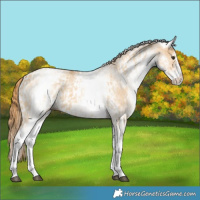 Horse Color:White Spotted Red Dun Rabicano  and White Spotted Red Dun Rabicano 