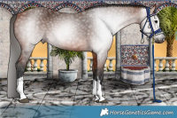 Horse Color:Gray Bay 