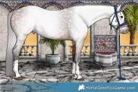 Horse Color:Gray Bay 