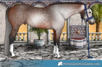 Horse Color:Gray Bay 
