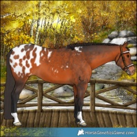 Horse Color:Bay Appaloosa 