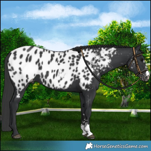 Horse Color:Black Near Leopard 
