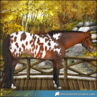 Horse Color:Bay Appaloosa 