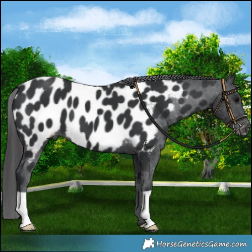 Horse Color:Black Near Leopard 