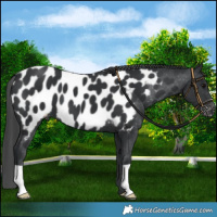 Horse Color:Black Appaloosa 