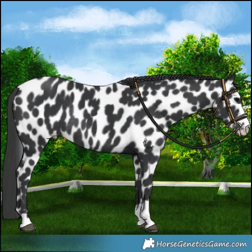 Horse Color:Black Leopard Rabicano 