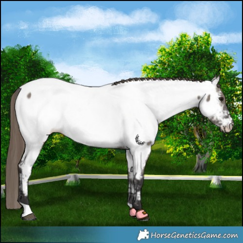 Horse Color:Smoky Grullo Appaloosa 