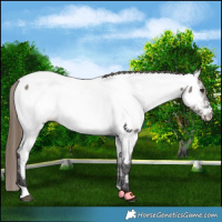 Horse Color:Smoky Grullo Near Fewspot 