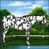 Horse Color:Black Appaloosa 