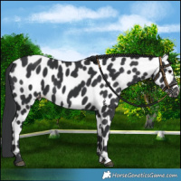 Horse Color:Black Leopard 