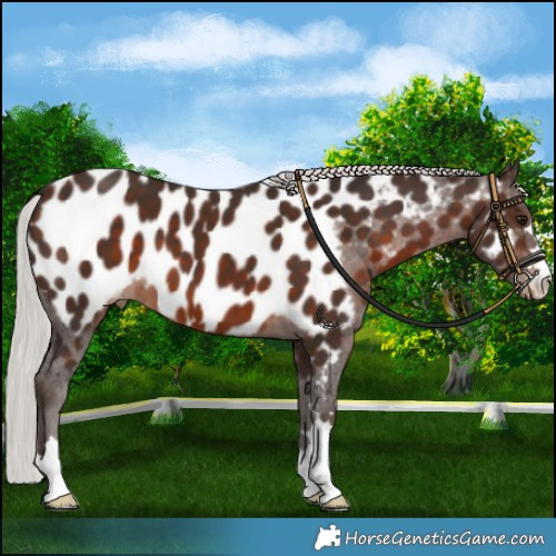 Horse Color:Silver Brown Near Leopard 