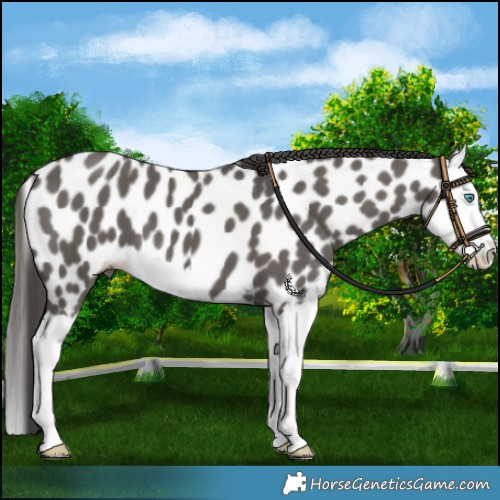 Horse Color:Grullo Splash Near Leopard 