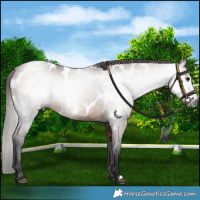 Horse Color:Gray Bay Near Leopard 