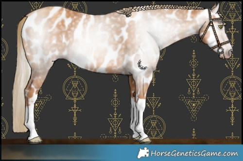 Horse Color:Gray Gold Champagne Tobiano Appaloosa 