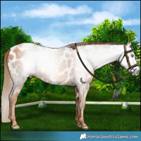 Horse Color:Gray Gold Champagne Near Leopard 