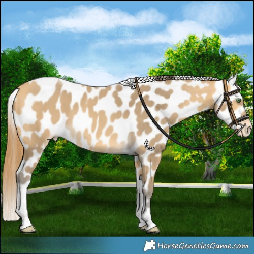 Horse Color:Amber Cream Champagne Tobiano Near Leopard 
