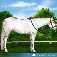 Horse Color:Gray Gold Champagne Tobiano Frame Near Leopard 