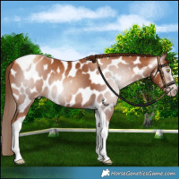 Horse Color:Gray Gold Champagne Tobiano Frame Appaloosa