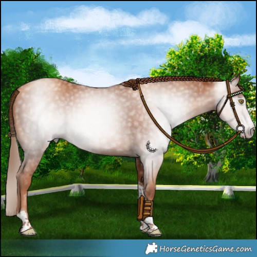 Horse Color:Gray Gold Champagne Tobiano 